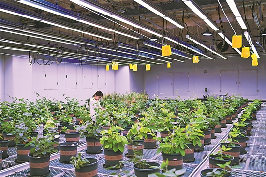 安徽宿州 打造種業(yè)科技谷，擎起生物育種新旗幟