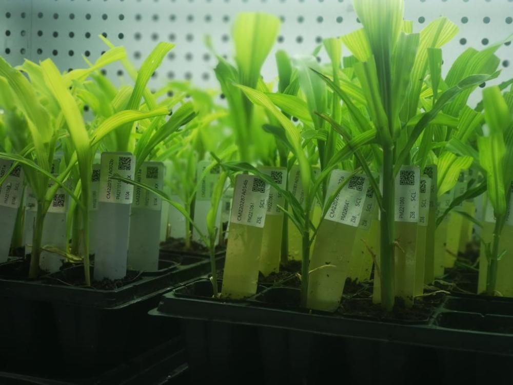 突破生物育種“卡脖子”難題 艾迪晶生物獲數(shù)千萬元天使投資